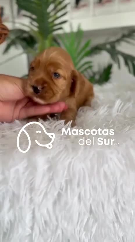 Cocker Spaniel Inglés perros en venta: COCKER SPANIEL INGLÉS  - Video 1