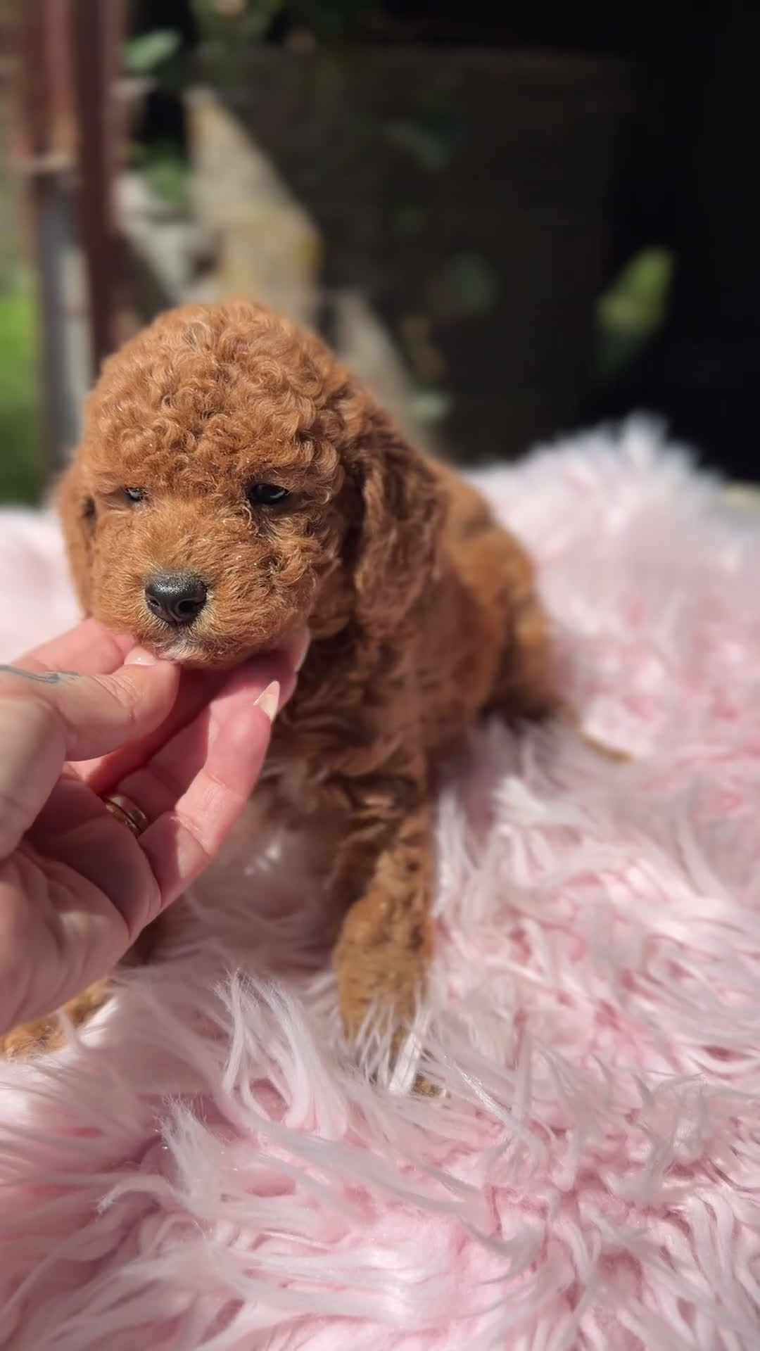 Caniche Toy perros en venta: Caniche roja pimenton  - Video 1