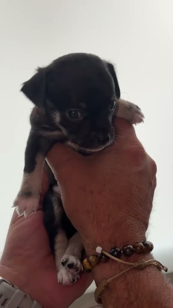 Chihuahua perros en venta: Chihuahuas hembras - Video 3