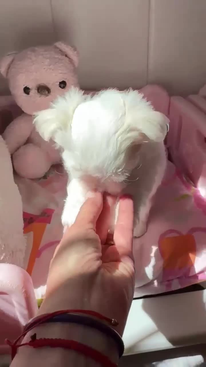 Bichón Maltés perros en venta: Bichon Maltese  en venta minin toy Coreano  en Madrid - Video 3