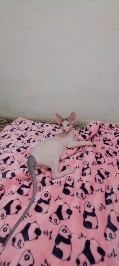 Sphynx gatos en venta: Machito sphynx listo para entregar  - Video 1