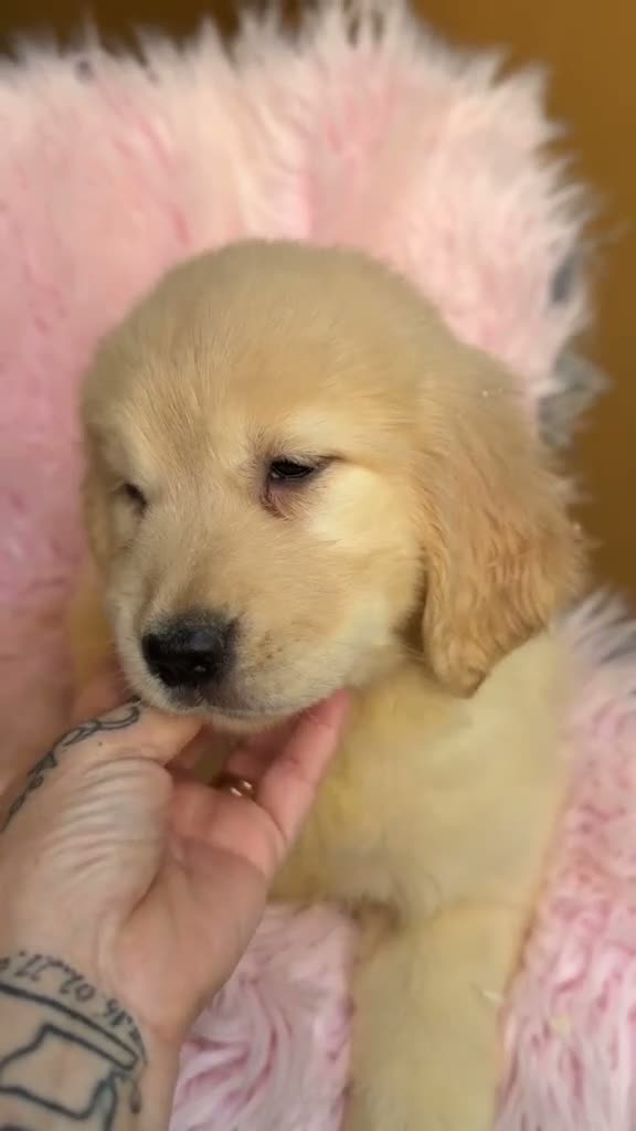 Golden Retriever perros en venta: GOLDEN RETRIEVER DISPONIBLES CALIDAD - Video 3