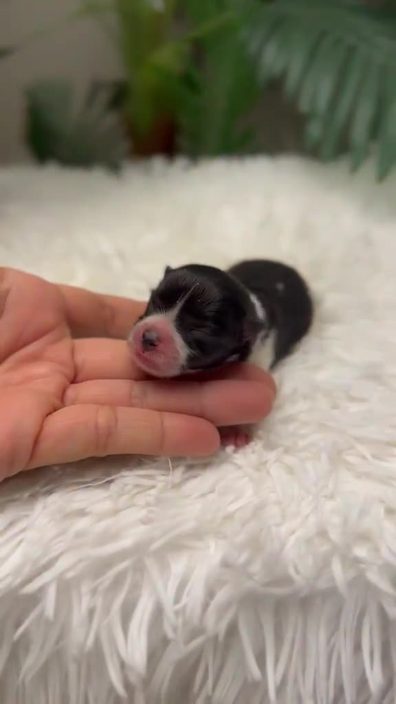 Pomerania perros en venta: POMERANIA HEMBRA - Video 1