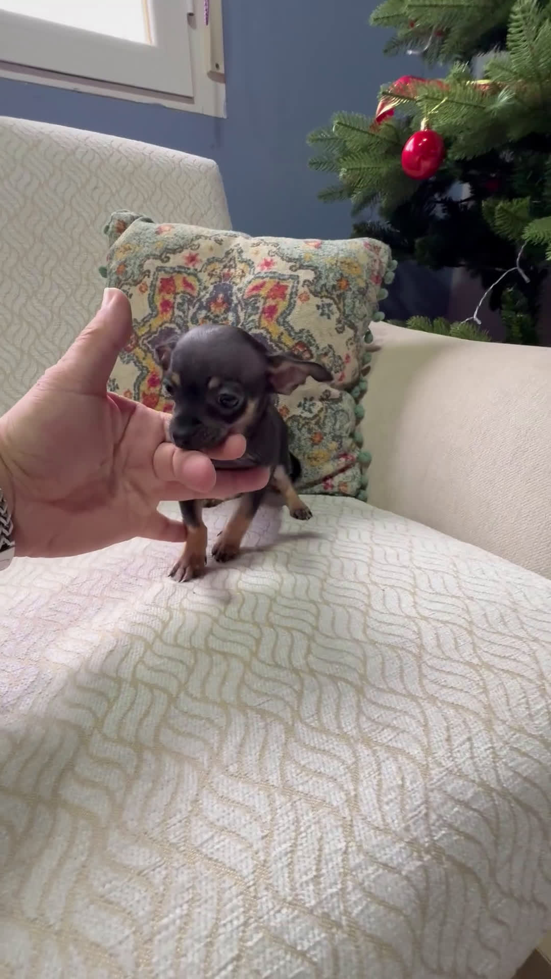 Chihuahua perros en venta: Chihuahua Toy hembra negro - Video 1