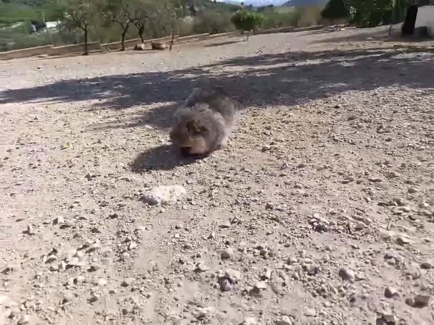 Pomerania perros en venta: PRECIOSA BOLITA DE MACHITO CHIQUITIN DE POMERANIA - Video 1