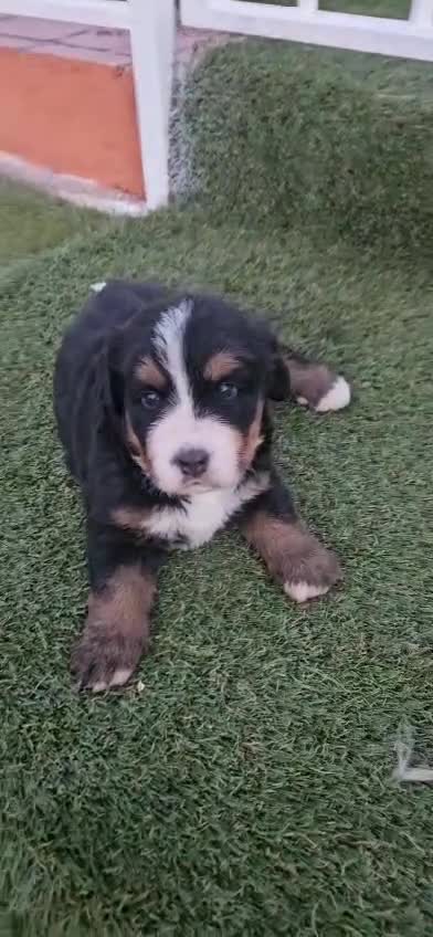 Boyero de Berna perros en venta: Boyeros De Berna Preciosos Bebes disponible  - Video 1