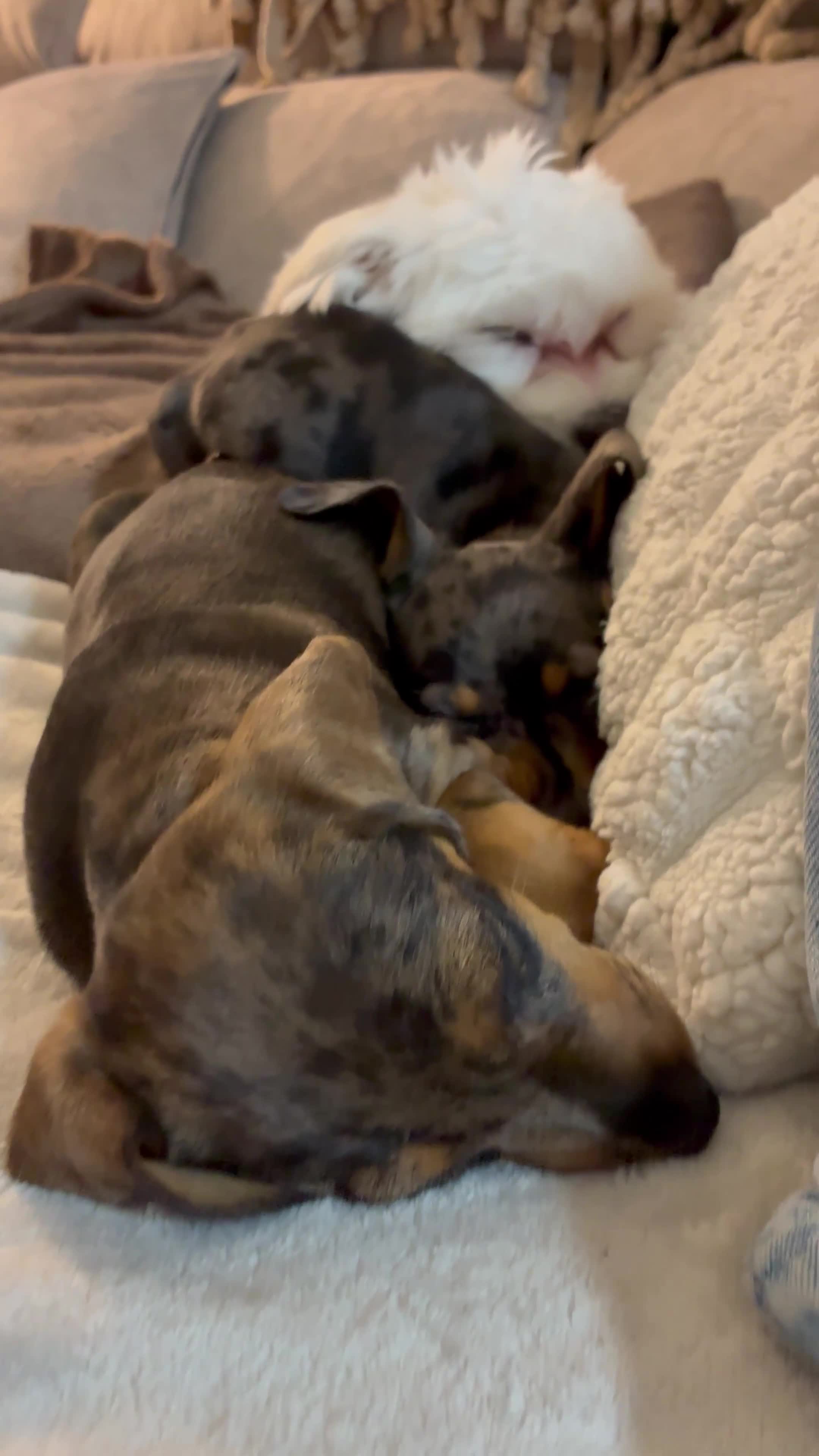 Teckel perros en venta: Teckel hembra  - Video 1