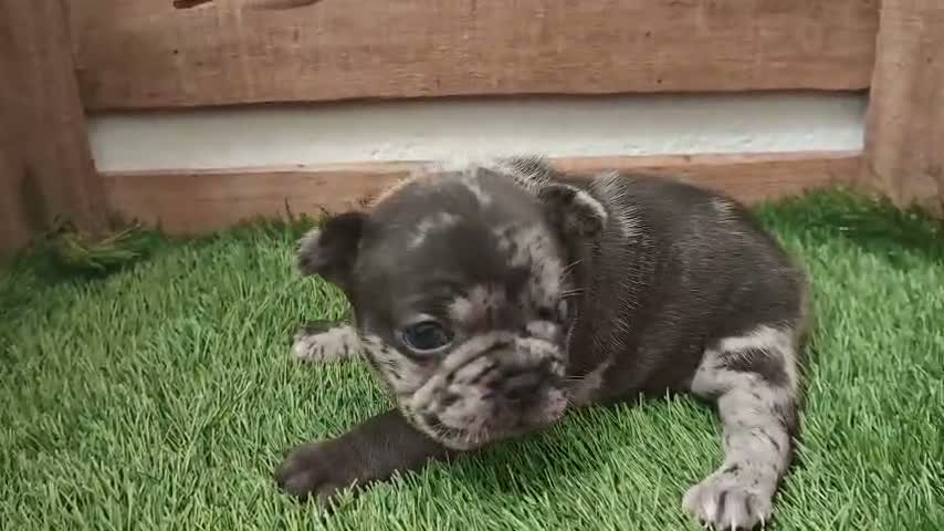 Bulldog Francés perros en venta: Bulldog francés  - Video 1