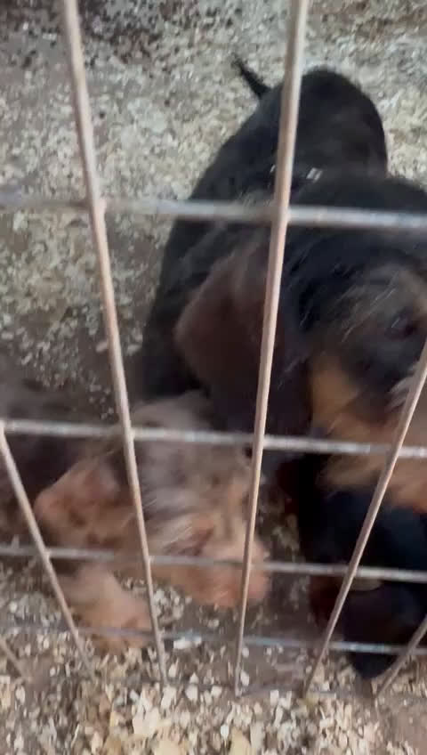 Teckel Miniatura perros en venta: Teclel mini - Video 1