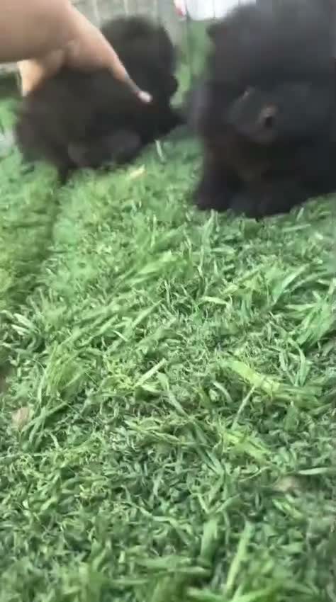 Pomerania perros en venta: Pomerania hembra  - Video 1