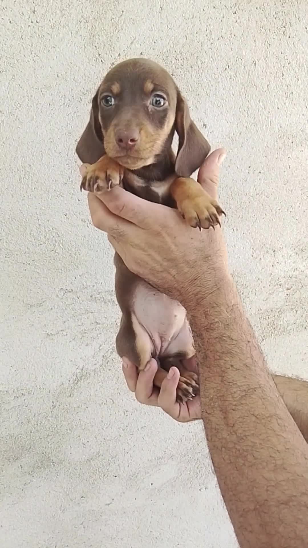 Teckel perros en venta: Teckels WhatsApp 616121781 - Video 1