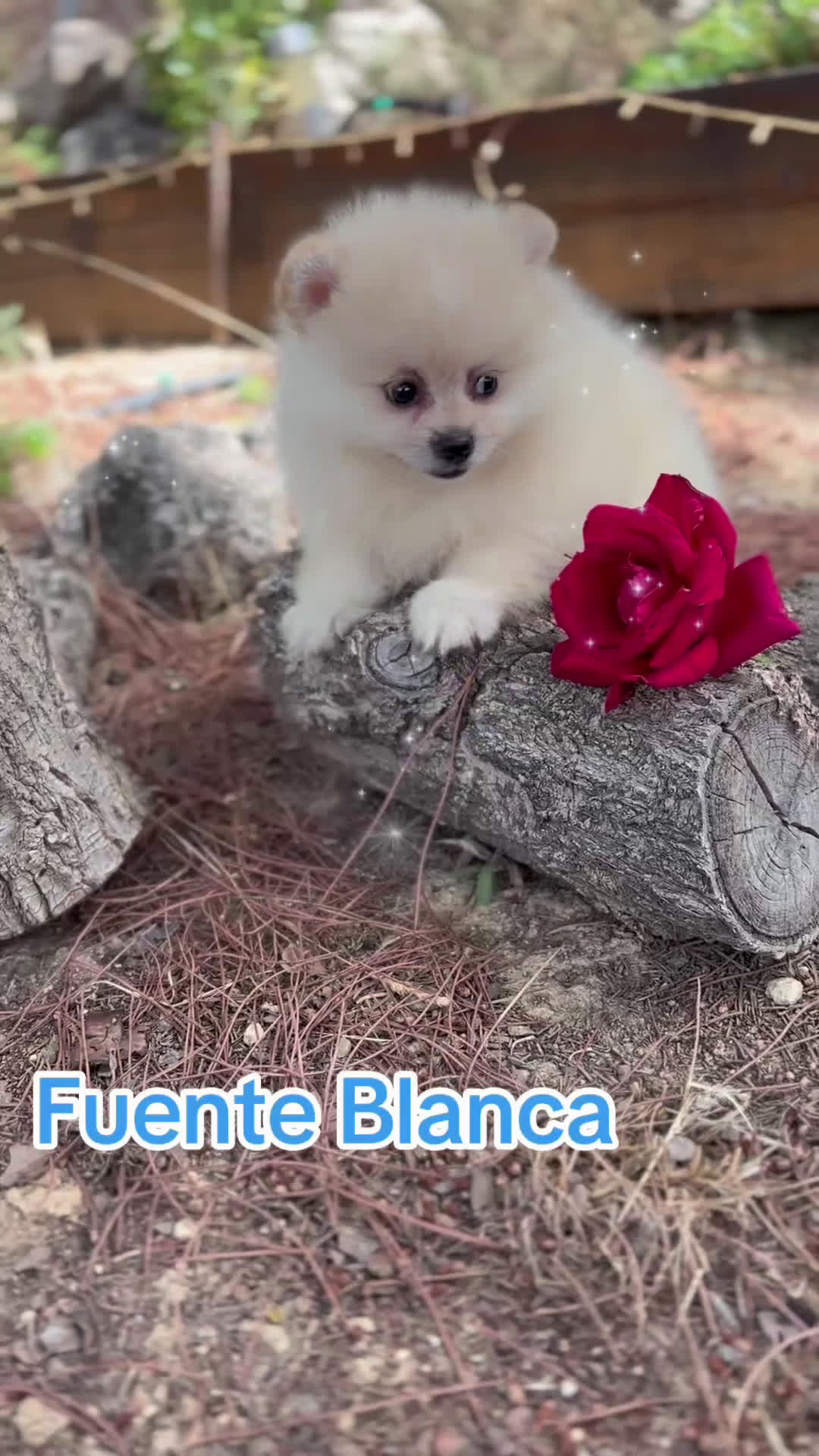 Pomerania perros en venta: Pomerania Macho disponible  - Video 1