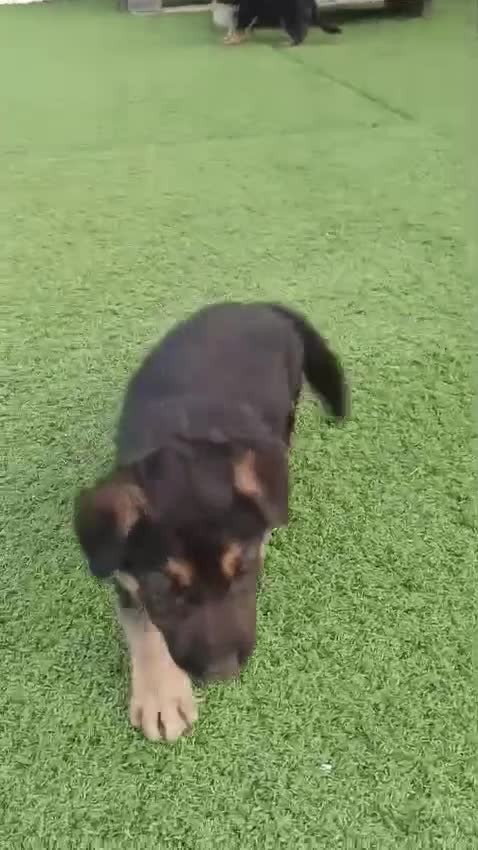 Pastor Alemán perros en venta: Pastor alemán  - Video 1