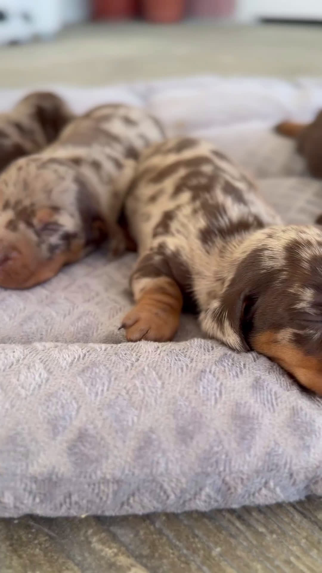 Teckel Miniatura perros en venta: 🌀 TECKEL MINIATURA ARLEQUÍN CHOCOLATE 🌀 - Video 1