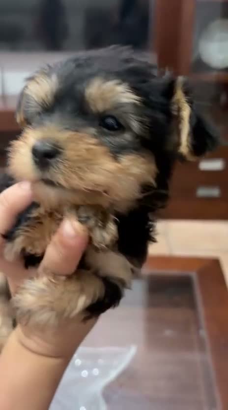 Yorkshire Terrier perros en venta:  🐾 YORKSHIRE en Cantabria - Video 2