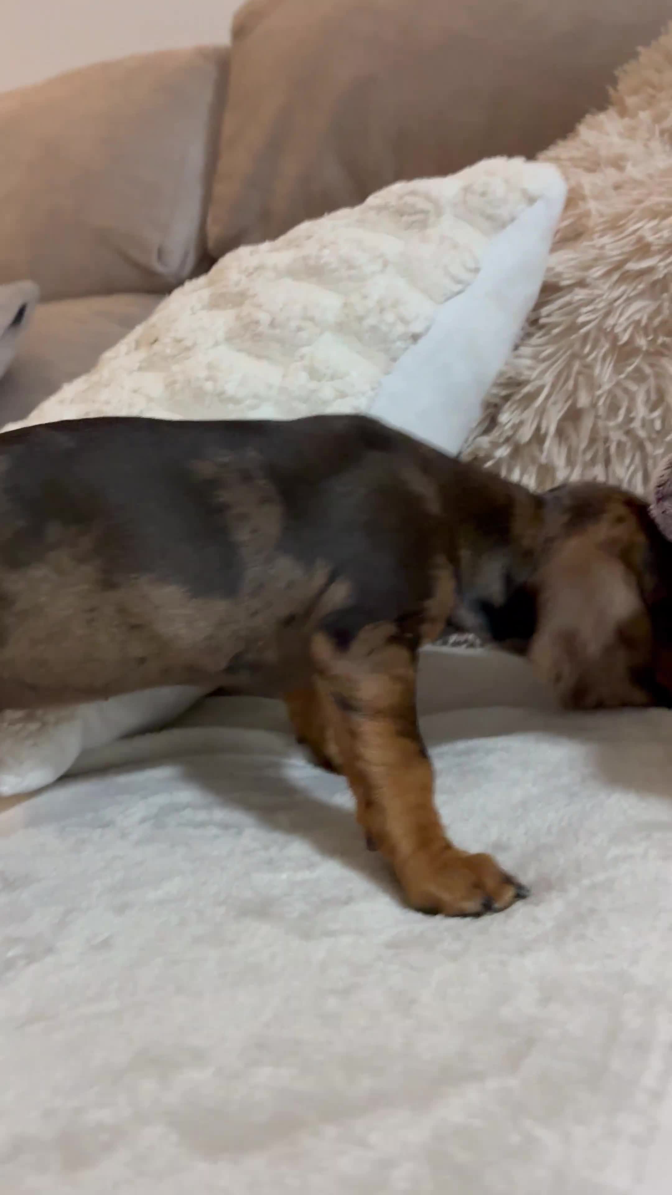 Teckel perros en venta: Teckel hembra  - Video 2