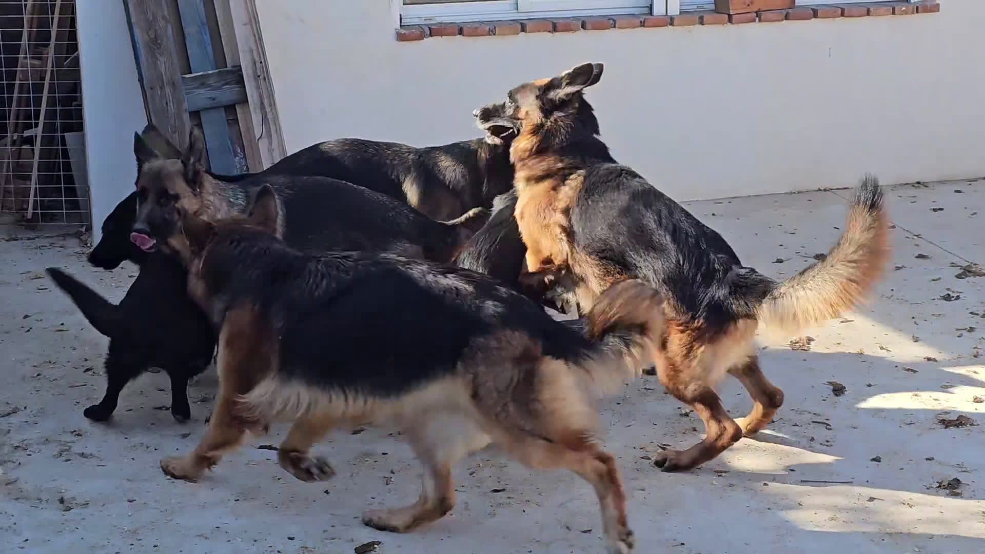 Pastor Alemán perros en adopcion: Hembras de pastor alemán negro fuego - Video 1