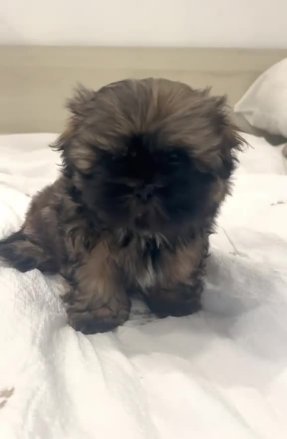 Shih Tzu perros en venta: Último SHIH TZU Disponible 🌟ECONÓMICO🌟 - Video 1