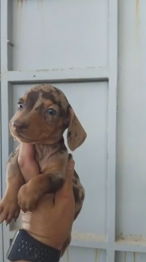 Teckel perros en venta: Espectacular teckel kaninchen arlequín chocolate  - Video 1