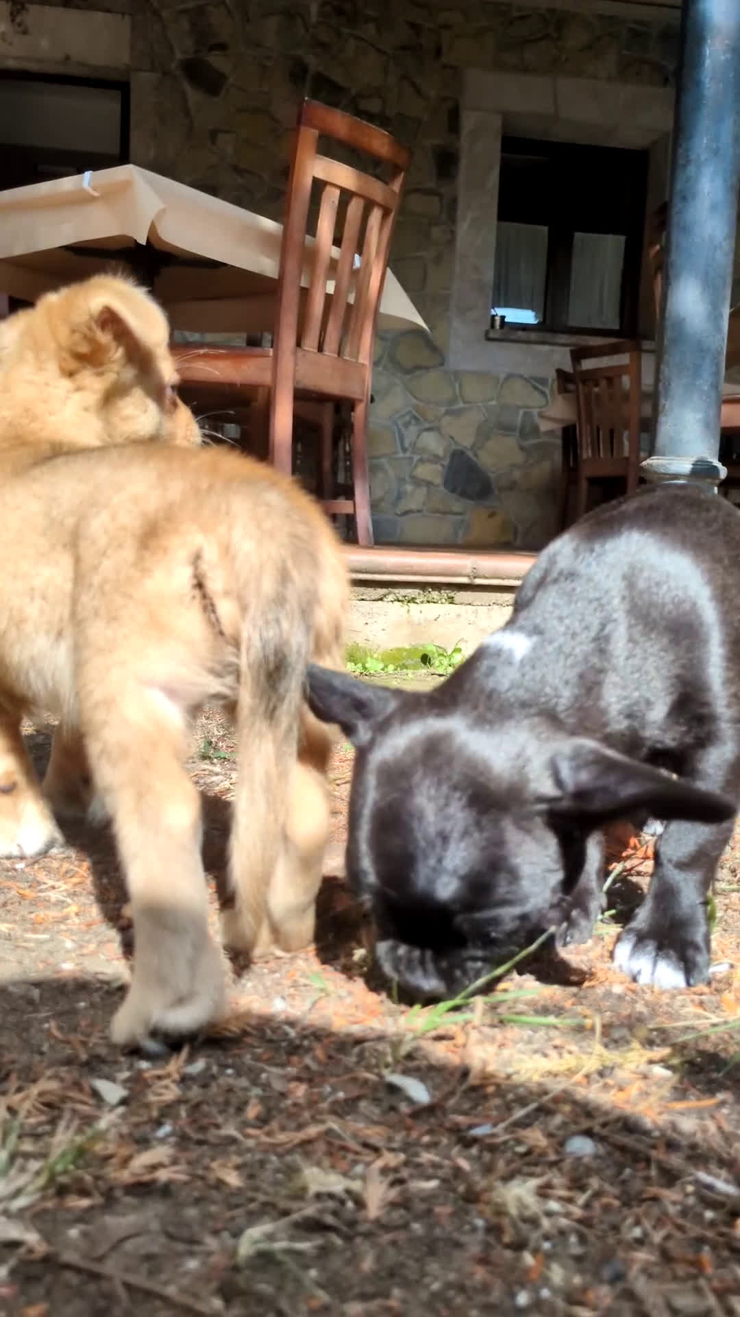 Chihuahua perros en venta: Chihuahua macho cabeza de manzana - Video 2