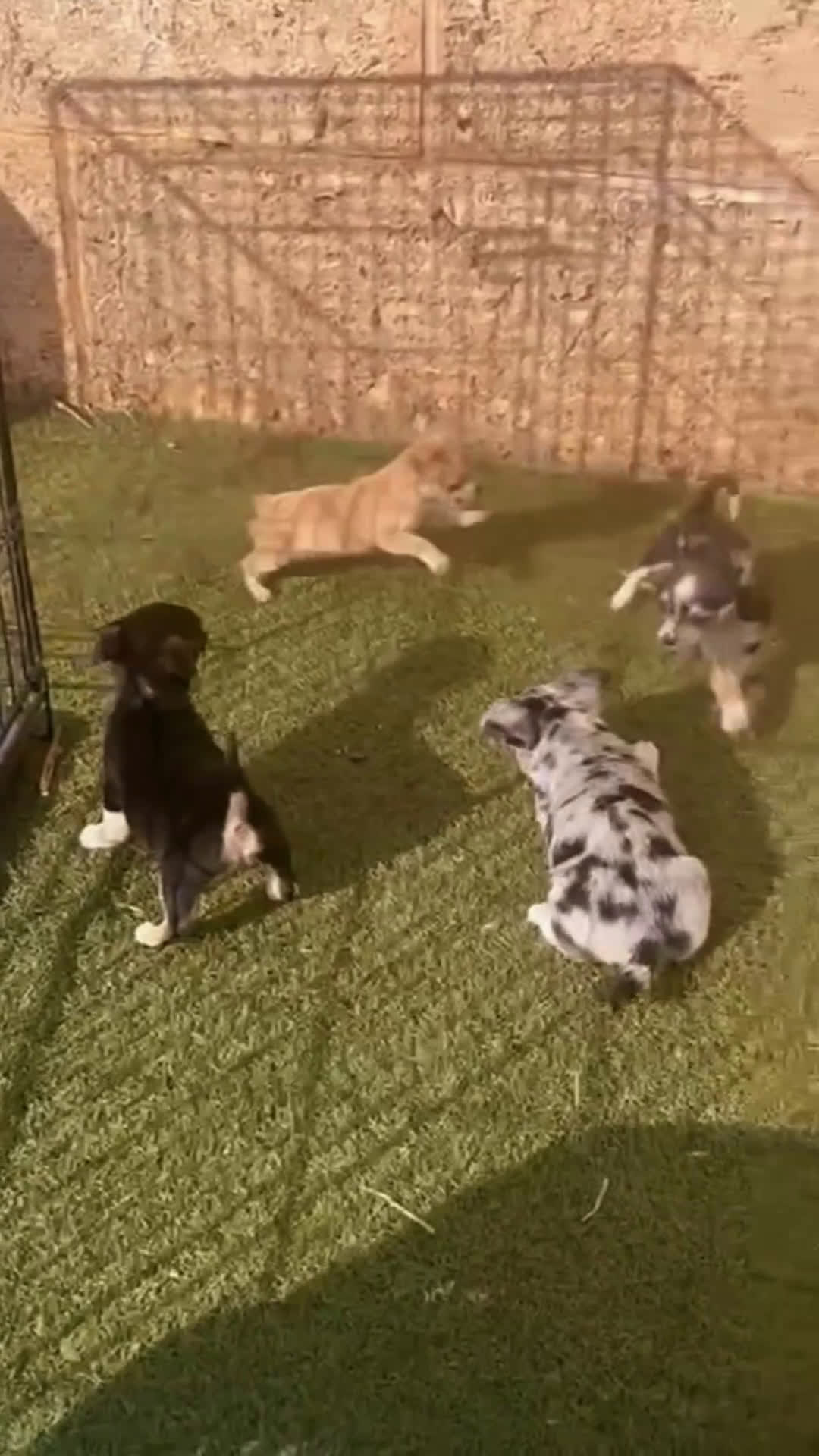 Chihuahua perros en venta: Chihuahuas  en Illes Balears - Video 1