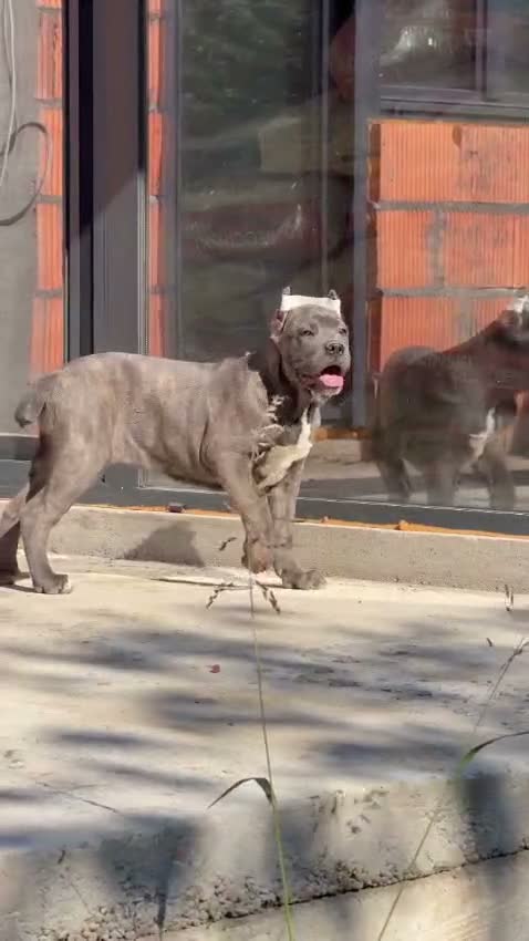 Cane Corso perros en venta: Cane corso  - Video 1