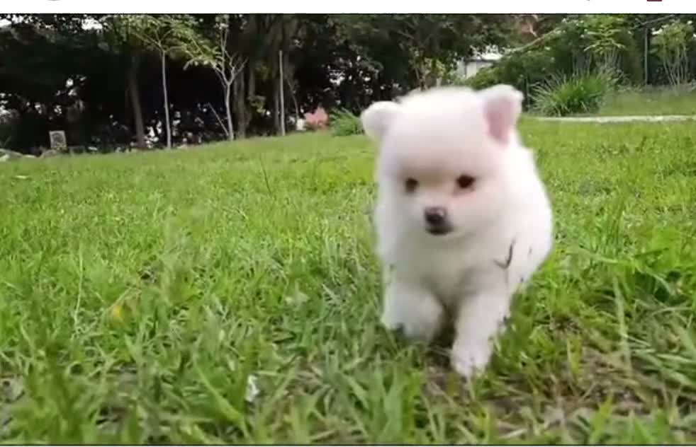 Pomerania perros en venta: Machito blanco  - Video 2