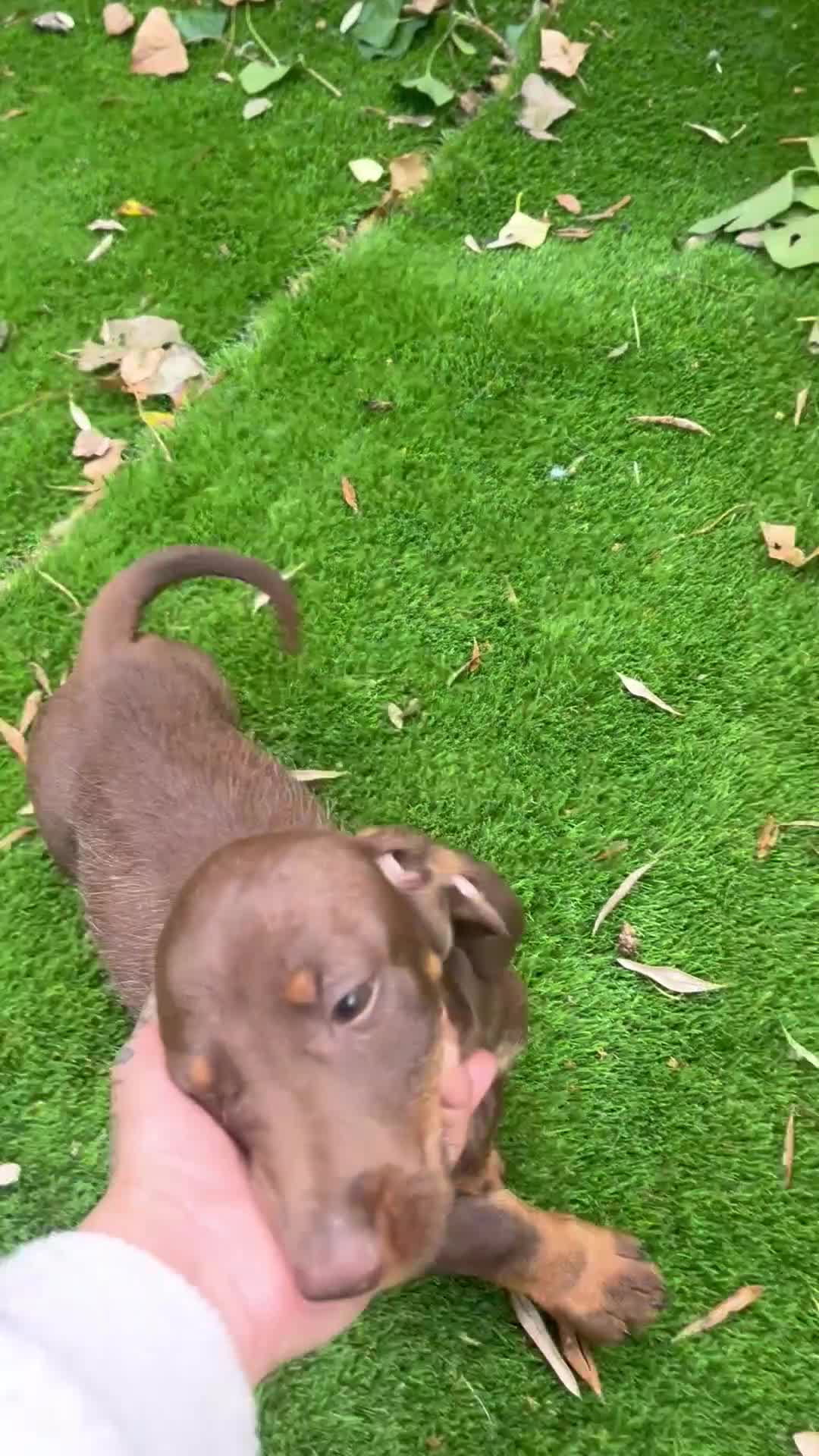 Teckel perros en venta: Teckel Chocolate en Barcelona - Video 1