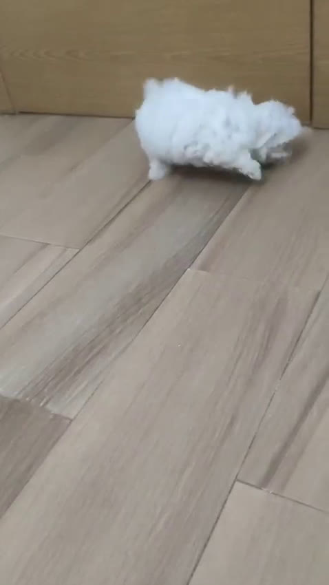 Bichón Maltés perros en venta: Bichón maltés Toy línea americana  - Video 1