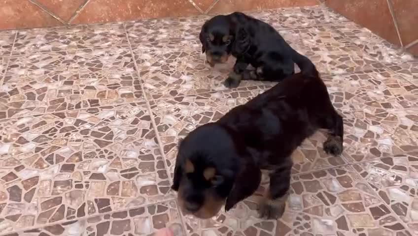 Cocker Spaniel Inglés perros en venta: Cocker spaniel inglés  - Video 2