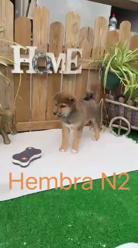 Shiba Inu perros en venta: Shiba Inu preciosos color rojo  - Video 3