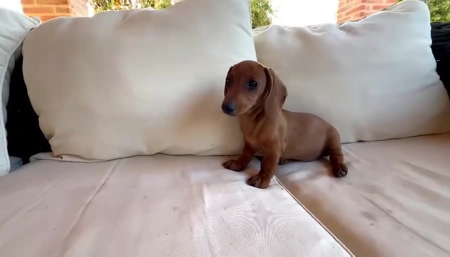 Teckel perros en venta: PRECIO REAL - TECKEL KANINCHEN CIUDAD REAL  - Video 1