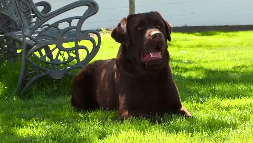 Labrador Retriever perros en venta: LABRADOR CHOCOLATE DISPONIBLE - Video 4