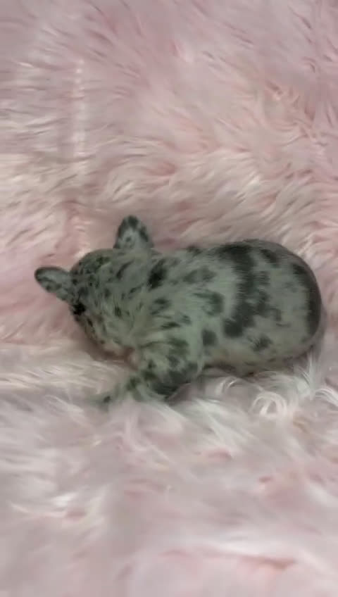 Bulldog Francés perros en venta: Bulldog merle hembra  en Barcelona - Video 1