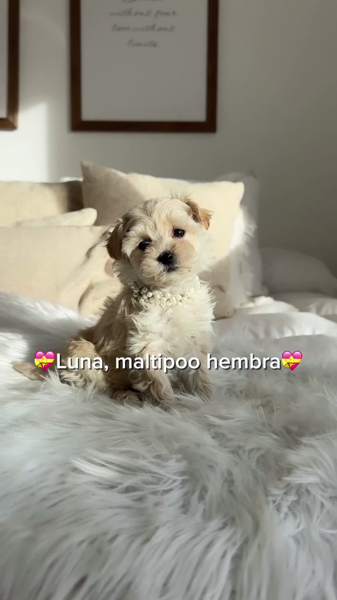 Maltipoo perros en venta: Maltipoo hembra - Video 1