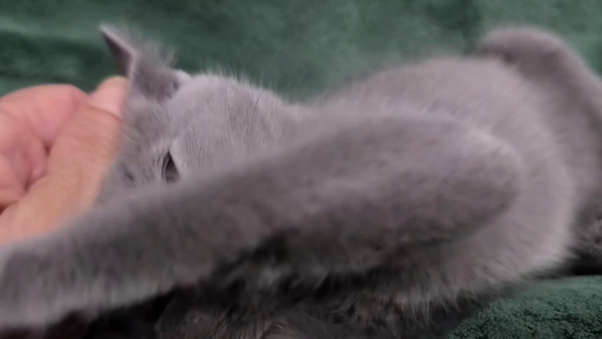 Azul Ruso gatos en venta: Gatitos azul ruso  - Video 1