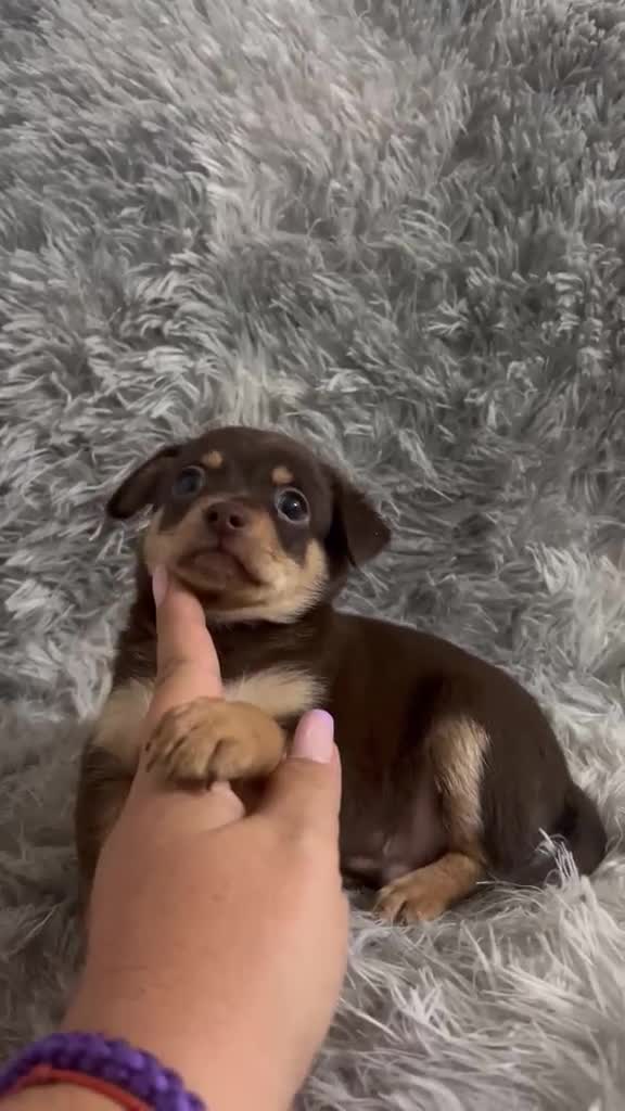 Pinscher Miniatura perros en venta: MINI PINSCHER CHOCOLATE - Video 1
