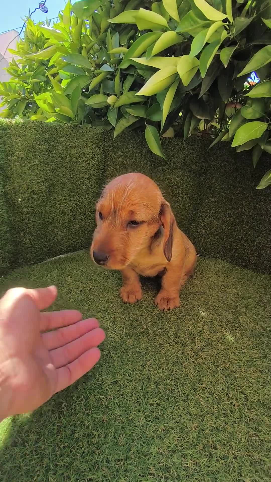 Teckel perros en venta: teckel pelo basto corto - Video 1