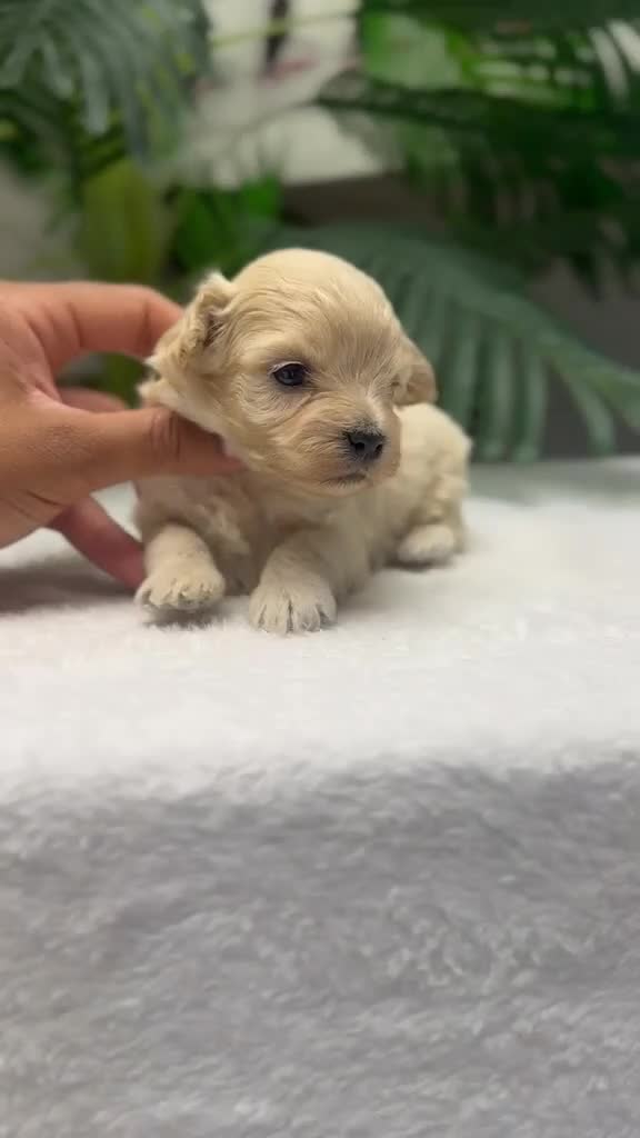 Maltipoo perros en venta: MALTIPOO - Video 2
