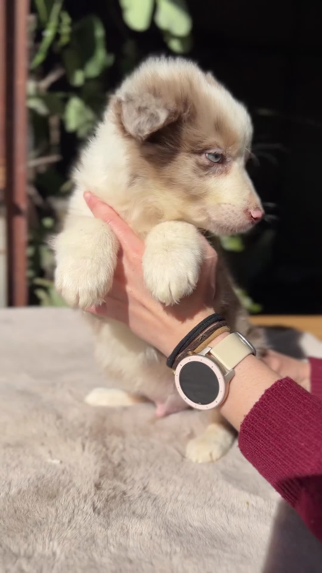 Border Collie perros en venta: Border collie red Merle - Video 1