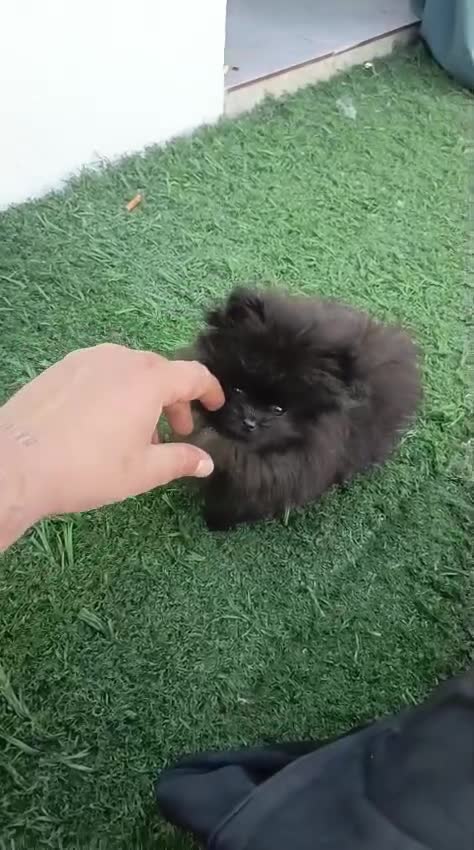 Pomerania perros en venta: Pomerania toy hembra  - Video 2