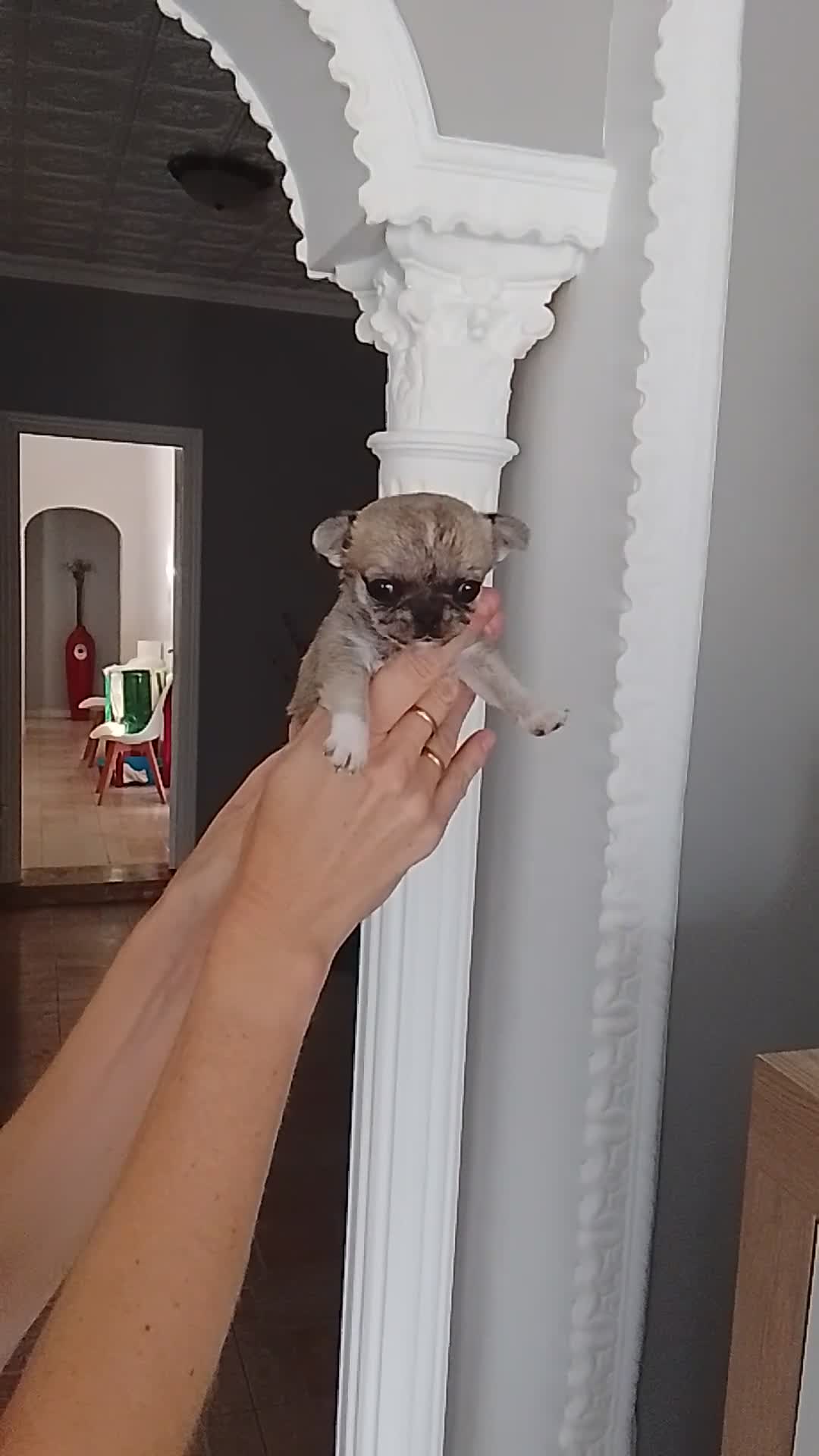 Chihuahua perros en venta: Chihuahua  - Video 2