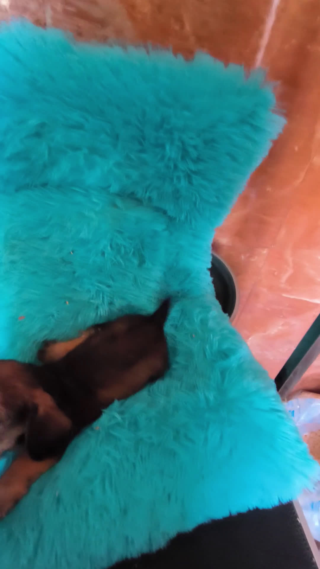 Teckel perros en venta: Teckel kaninchen muy pequeños - Video 2