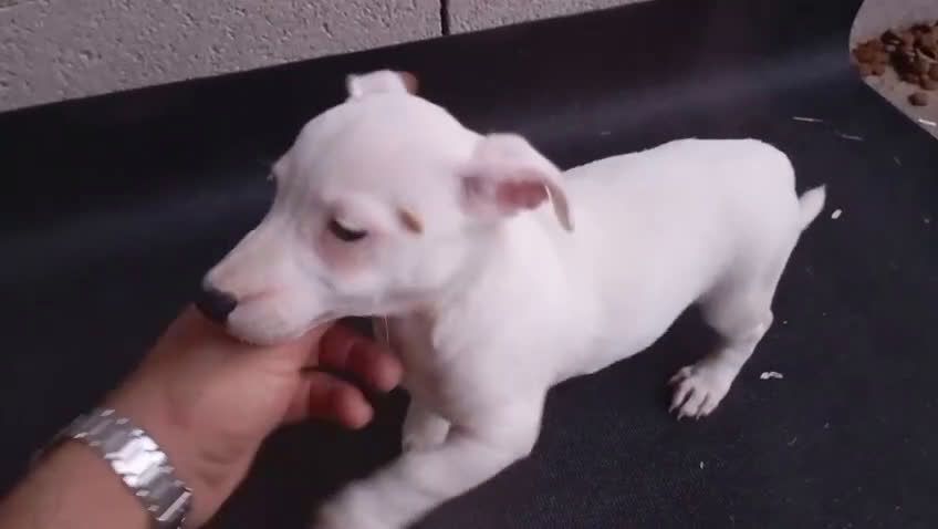 Jack Russell Terrier perros en venta: Camada de Jack Russell Terrier 450€ - Video 1