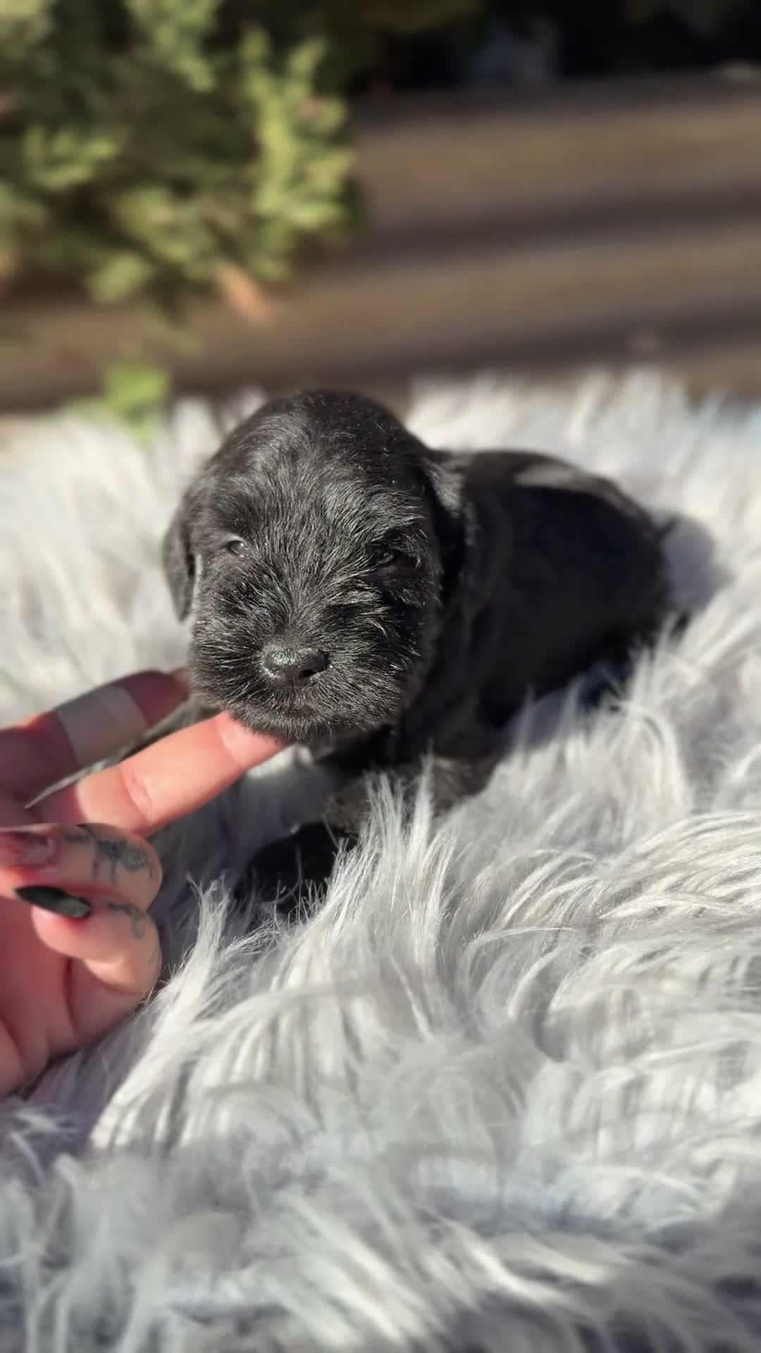 Schnauzer Miniatura perros en venta: Schnauzer negro mini  - Video 1
