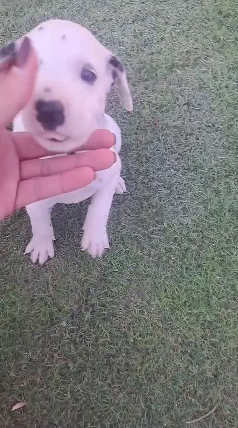 Dálmata perros en venta: Dalmatas - Video 5