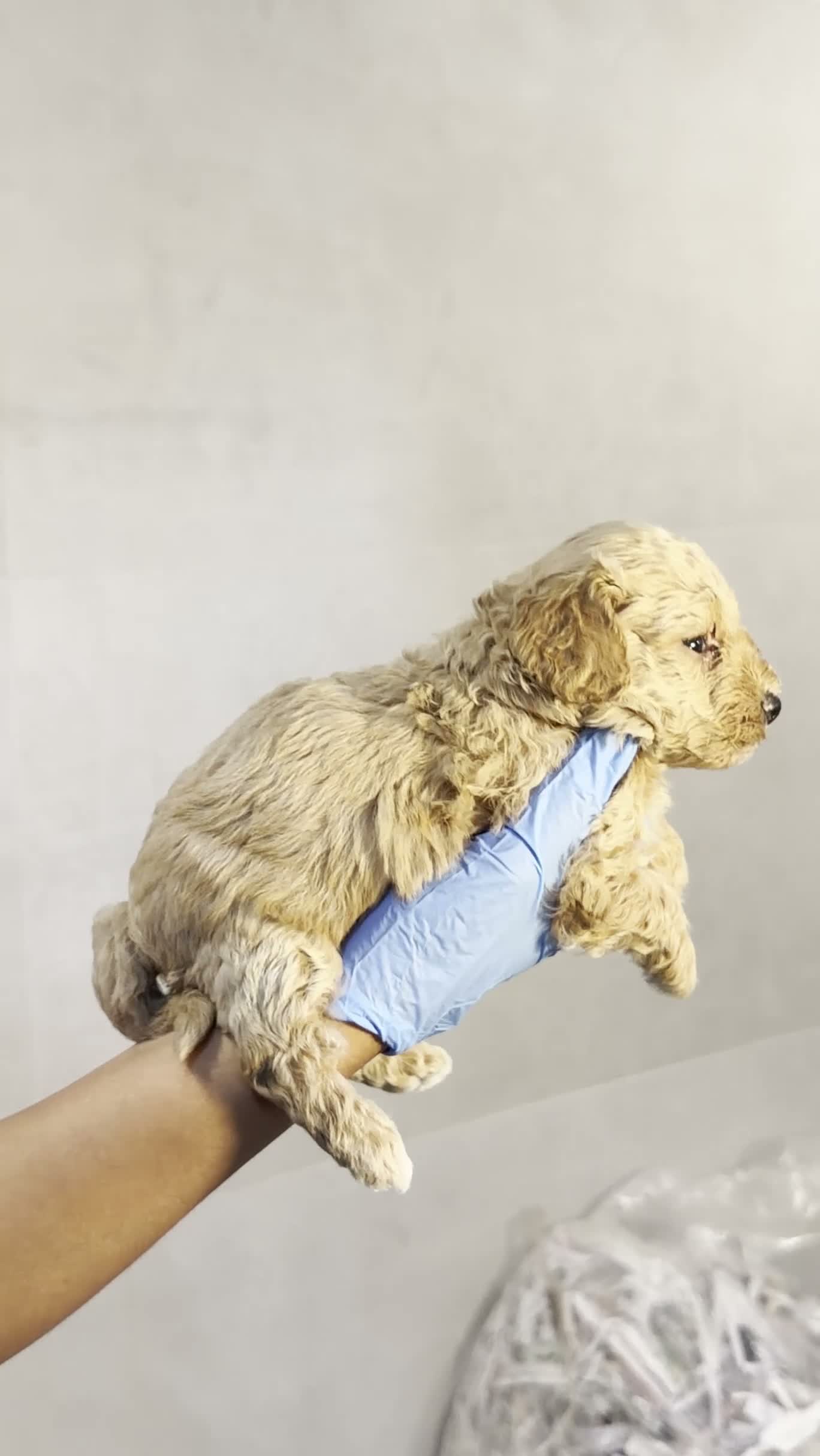 Maltipoo perros en venta: MALTIPOO - NUEVA CAMADA 💖 - Video 1