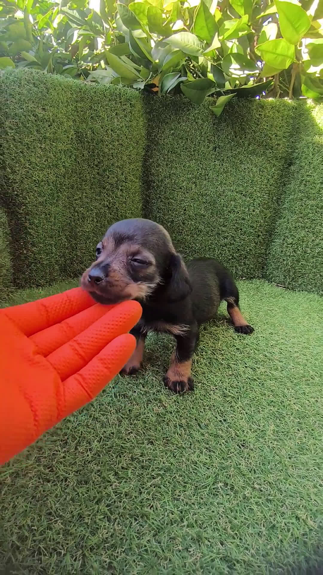 Teckel Miniatura perros en venta: camada teckel miniatura  - Video 3