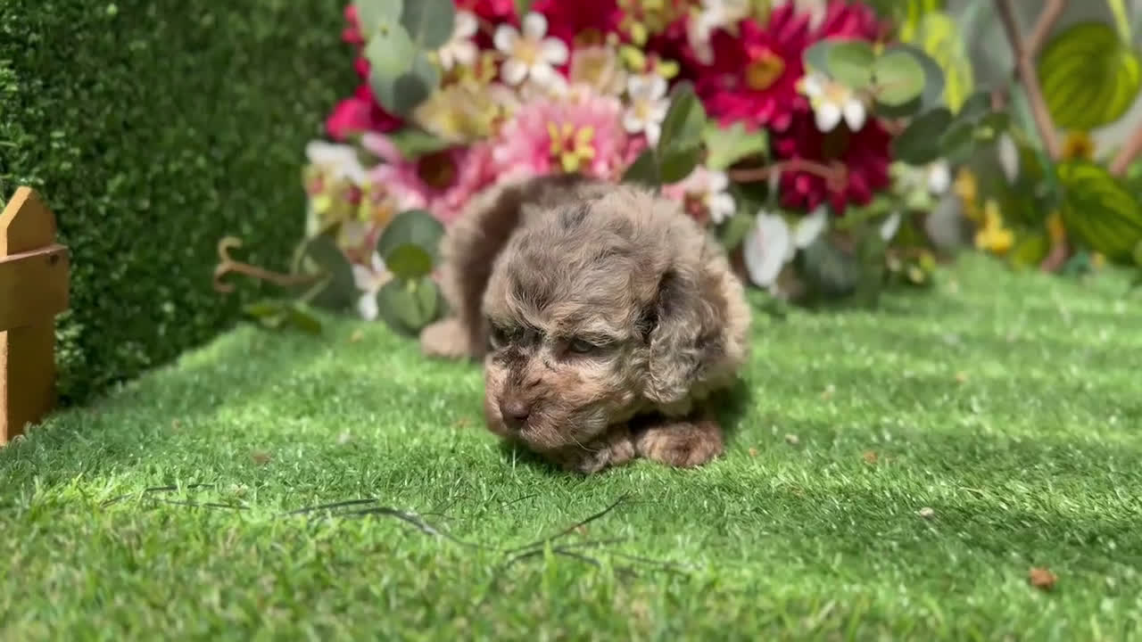 Caniche Toy perros en venta: Caniche Merle - Video 1