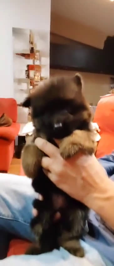 Pastor Alemán perros en venta: Nueva Camada de Pastor manto Negro - Video 3